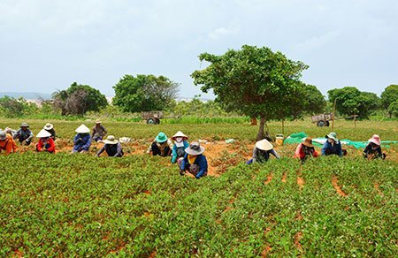 Mùa vụ nông sản (phần 3)